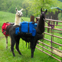 Llama Campout & Hike for Two
