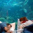Sleepover at the Aquarium
